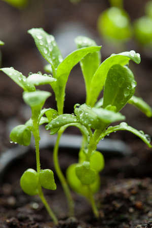 seedling plants growing in germination plastic trayの写真素材