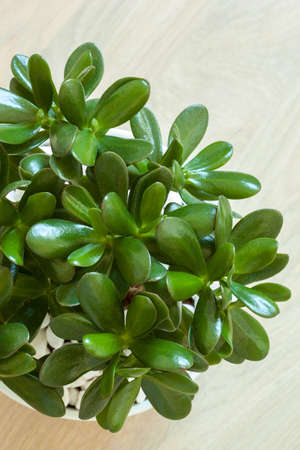 houseplant Crassula ovata jade plant money tree in white potの写真素材