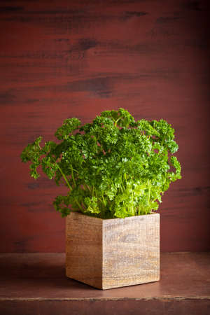 fresh parsley herb in wooden potの写真素材