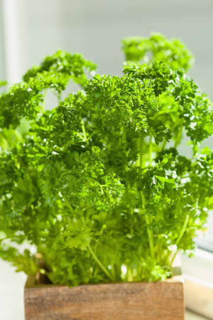 fresh parsley herb in wooden pot on windowの写真素材