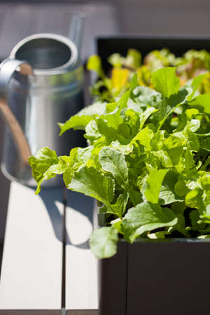 growing radish and salad in container on balcony. vegetable gardenの写真素材
