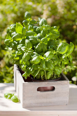 fresh basil herbs in wooden container in gardenの写真素材
