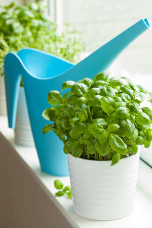 fresh basil and thyme herbs in a pot on windowの写真素材