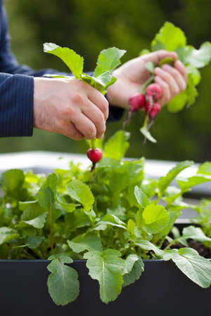 man gardener picking radish from vegetable container garden on balconyの写真素材