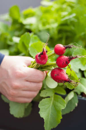 man gardener picking radish from vegetable container garden on balconyの写真素材