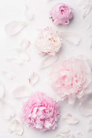 beautiful pink peony flower backgroundの写真素材