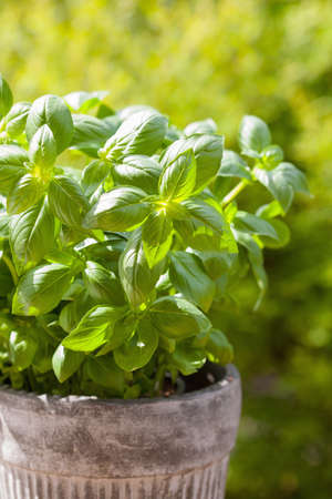 fresh basil herb in flowerpot in gardenの写真素材