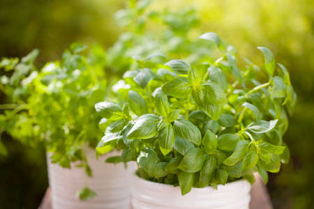 fresh basil parsley mint herbs in gardenの写真素材