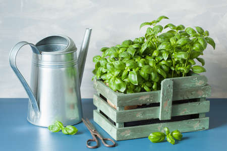 fresh basil herbs in rustic container, watering canの写真素材