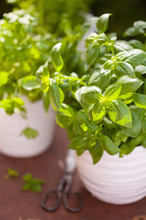fresh basil parsley mint herbs in garden