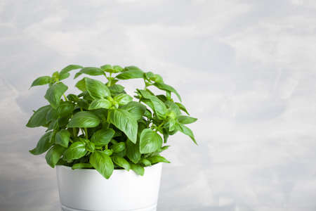 fresh basil herb in potの写真素材