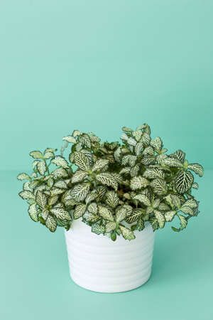 houseplant fittonia albivenis in white potの写真素材