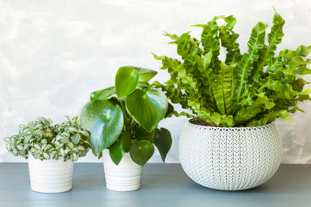 houseplant Asplenium nidus, peperomia and fittonia in flowerpotの写真素材