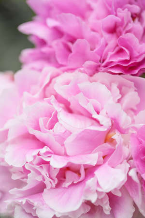beautiful pink peony flower backgroundの写真素材