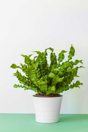 houseplant Asplenium nidus in white potの写真素材