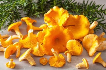 raw fresh chanterelle mushrooms on gray backgroundの写真素材