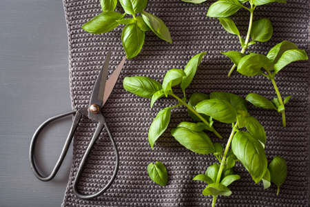 fresh basil herb and scissors
