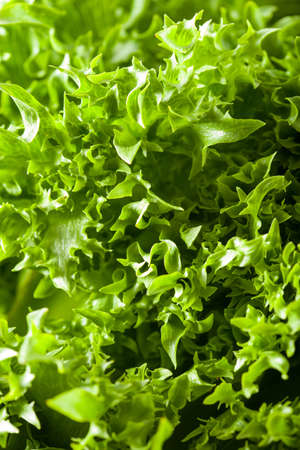 fresh green salad leaf background