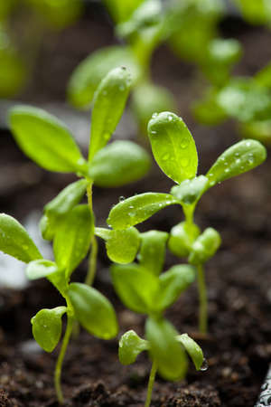 seedling plants growing in germination plastic tray