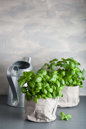 fresh basil herb in paper potの写真素材