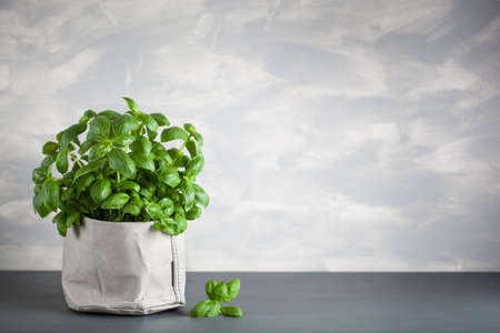 fresh basil herb in paper potの写真素材
