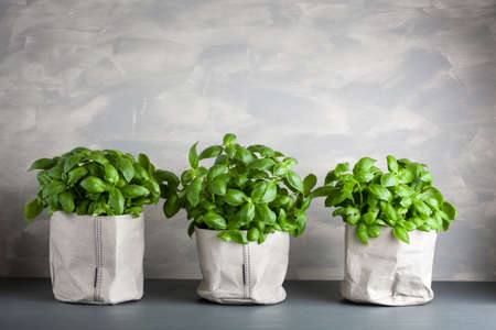 fresh basil herb in paper potの写真素材