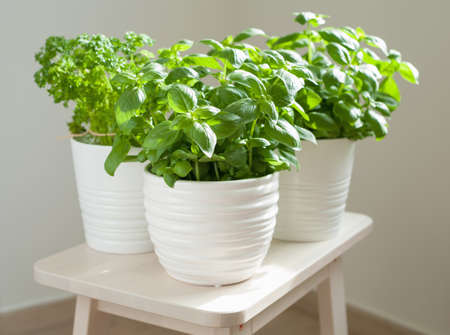 fresh basil and parsley herb in potの写真素材