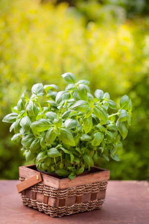 fresh basil herb in flowerpot in gardenの写真素材