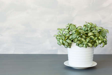 houseplant fittonia albivenis in white flowerpot