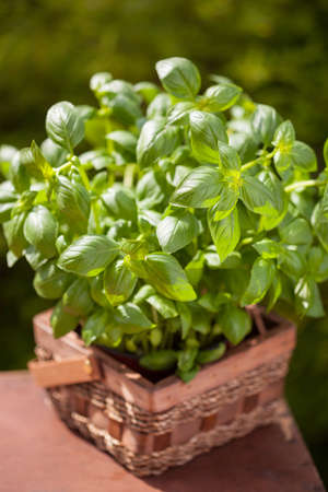fresh basil herb in flowerpot in gardenの写真素材