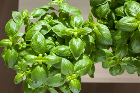 fresh basil herb in flowerpotの写真素材