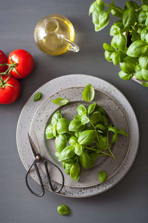 fresh basil herb on grey background