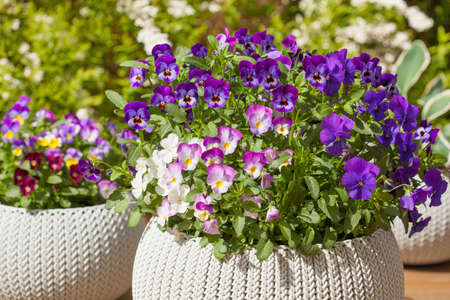 beautiful pansy summer flowers in flowerpots in gardenの写真素材