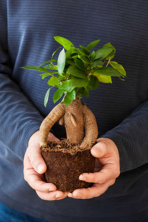 gardening, planting at home. man relocating ficus houseplantの写真素材
