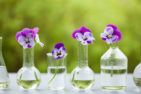 pansy flowers in chemical glassware, table decoration in gardenの写真素材