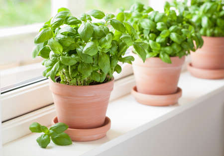 fresh basil herb in terracotta flowerpotの写真素材