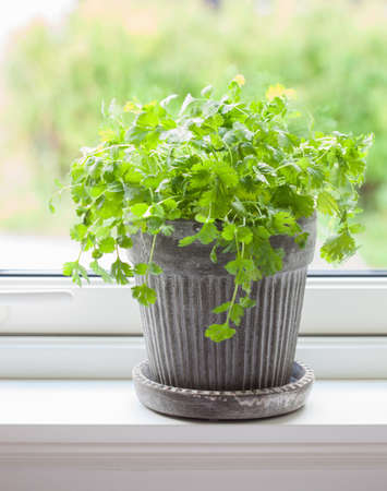 fresh cilantro herb in potの写真素材
