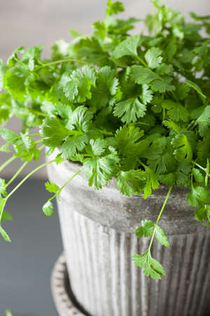 fresh cilantro herb in potの写真素材