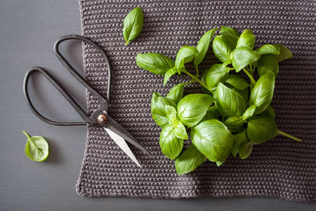 fresh basil herb on grey backgroundの写真素材