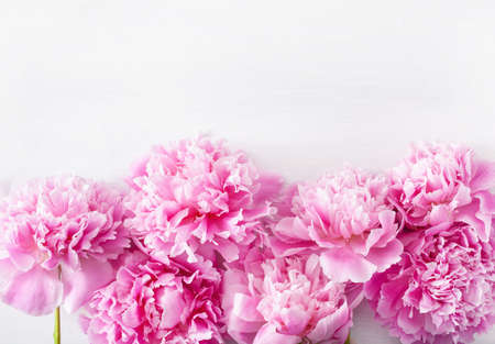beautiful pink peony flower background