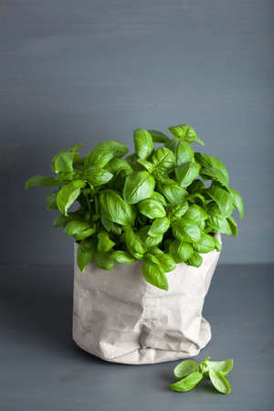 fresh basil herb in paper potの写真素材
