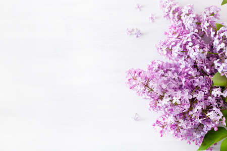 Beautiful lilac flowers on whiteの写真素材