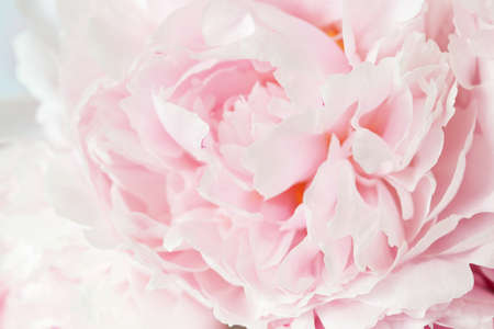 beautiful pink peony flower backgroundの写真素材