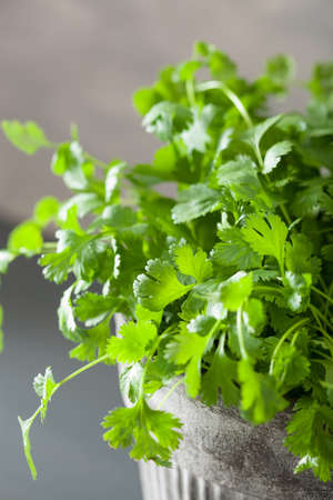 Fresh cilantro herb in flowerpotの写真素材