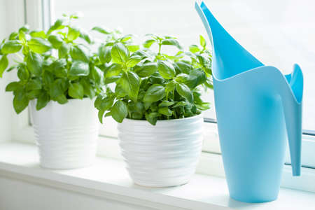 Fresh basil herb in flowerpot on windowの写真素材