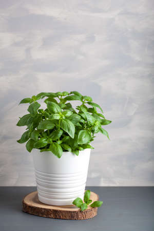 Fresh basil herb in potの写真素材