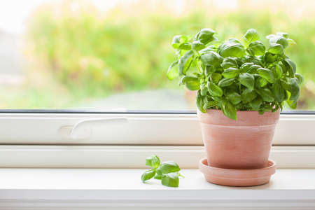 Fresh basil herb in terracotta flowerpotの写真素材