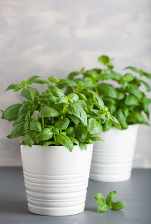 fresh basil herb in flowerpotの写真素材