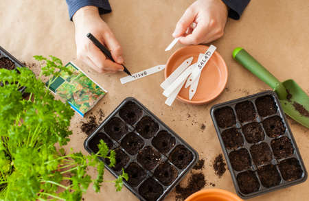 gardening, planting at home. man sowing seeds in germination boxの写真素材
