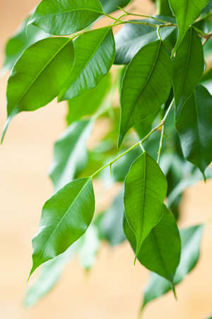 ficus benjamina large green houseplant